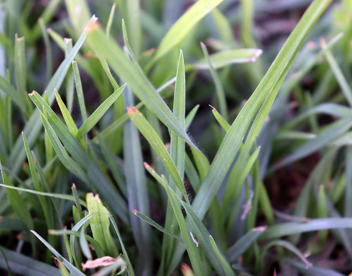berea lawn