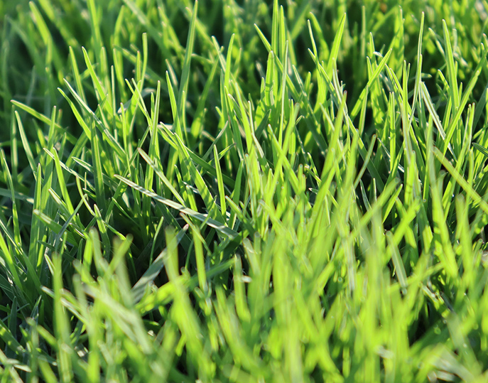 cynodon lawn
