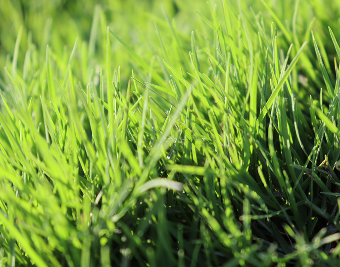 kikuyu lawn