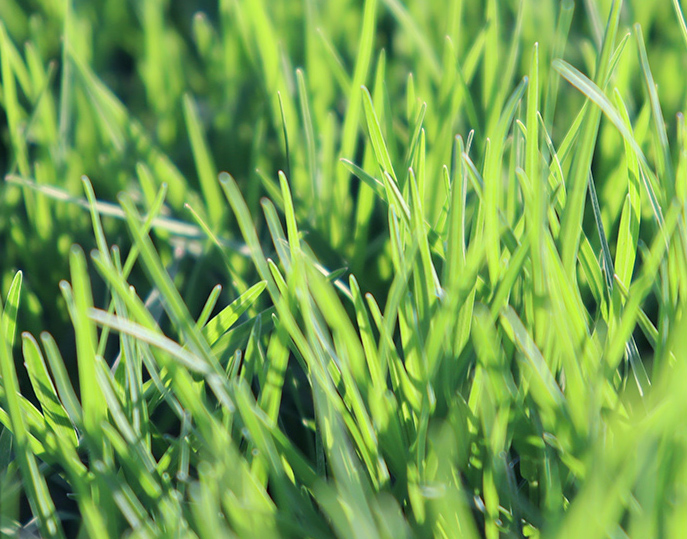 royal blue lawn